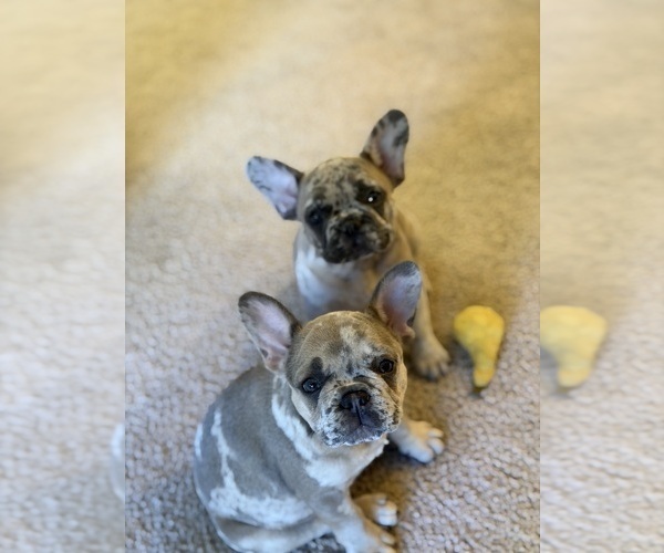 Medium Photo #13 French Bulldog Puppy For Sale in LAS VEGAS, NV, USA