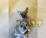 Small #12 French Bulldog
