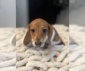 Dachshund Puppy for sale in AURORA, CO, USA