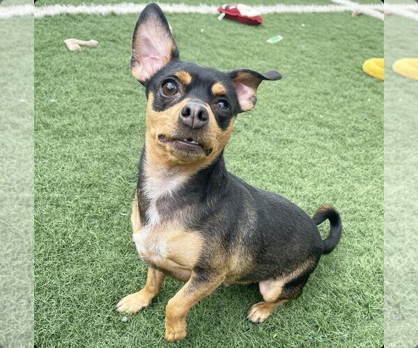 Medium Photo #9 Chipin Puppy For Sale in phoenix, AZ, USA
