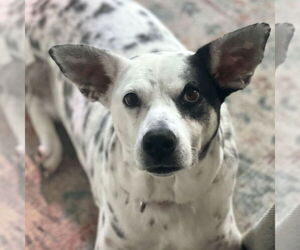 Nora - Female Mutt Dog for Adoption - Photo #16