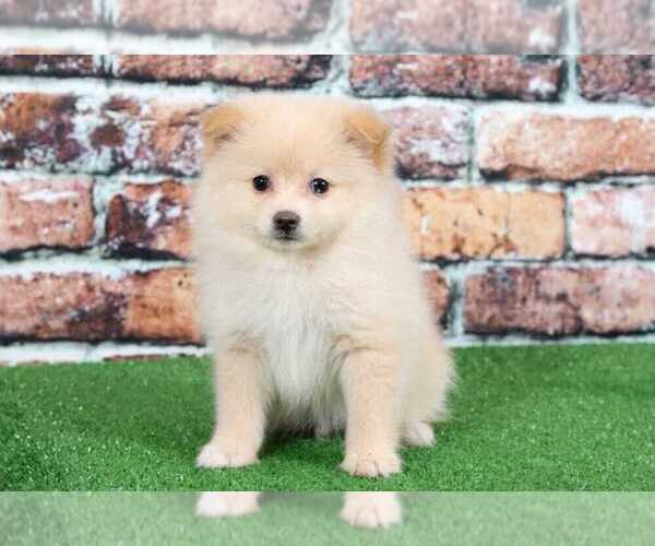 Medium Photo #2 Pomeranian Puppy For Sale in BEL AIR, MD, USA
