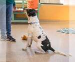 Small #12 Boxer Mix