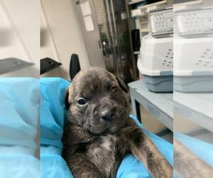 Mutt Dogs for adoption in Bakersfield, CA, USA