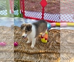 Puppy Sable Male Shetland Sheepdog