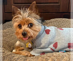 Mutt Dogs for adoption in Allentown,, PA, USA