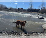 Small #3 Coonhound-Labrador Retriever Mix