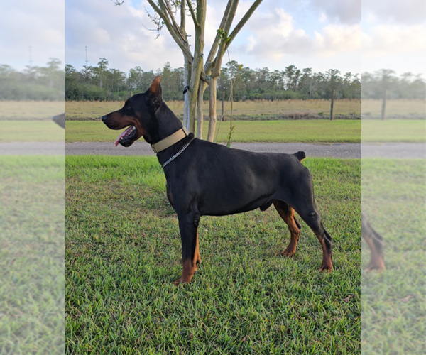 Medium Photo #29 Doberman Pinscher Puppy For Sale in FORT LAUDERDALE, FL, USA