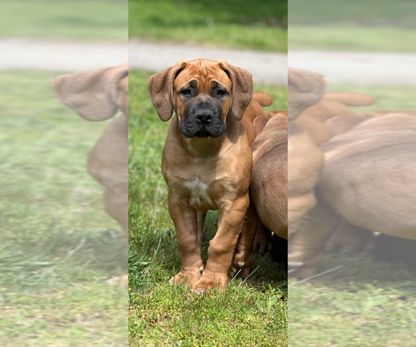 Medium Photo #1 Boerboel Puppy For Sale in ROY, WA, USA