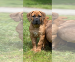 Image preview for Ad Listing. Nickname: Litter of 2