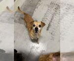 Small #1 Chihuahua