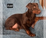 Small Photo #2 Doberman Pinscher Puppy For Sale in POMEROY, OH, USA