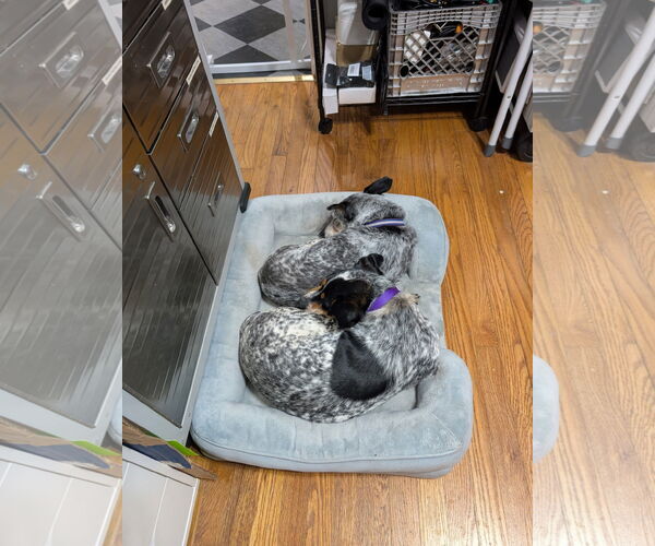 Medium Photo #3 Mutt Puppy For Sale in Garden City, NY, USA