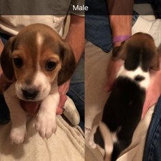 Beagle Harrier Puppy for sale in DUNDEE, IA, USA