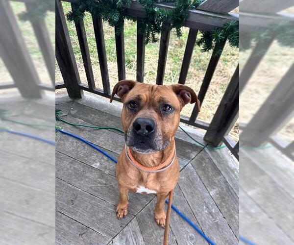 Medium Photo #1 Mutt Puppy For Sale in Louisville, KY, USA