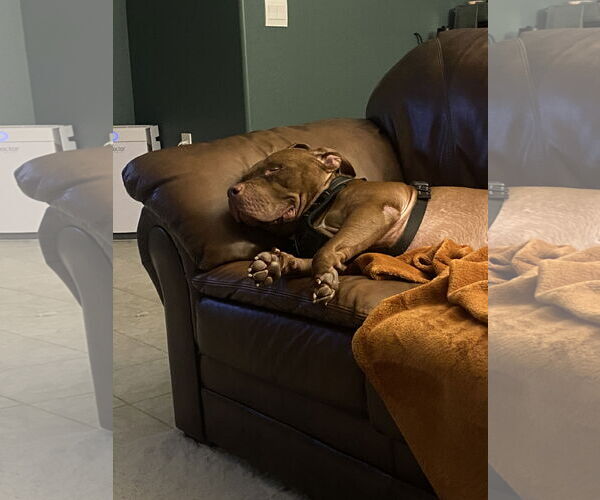 Medium Photo #3 American Pit Bull Terrier-Unknown Mix Puppy For Sale in Chandler, AZ, USA