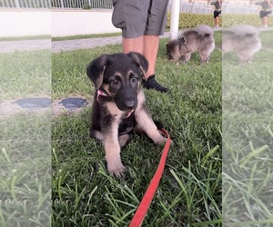 German Shepherd Dog Puppy for sale in MIAMI BEACH, FL, USA
