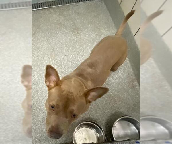 Medium Photo #1 Staffordshire Bull Terrier Puppy For Sale in Pasadena, TX, USA