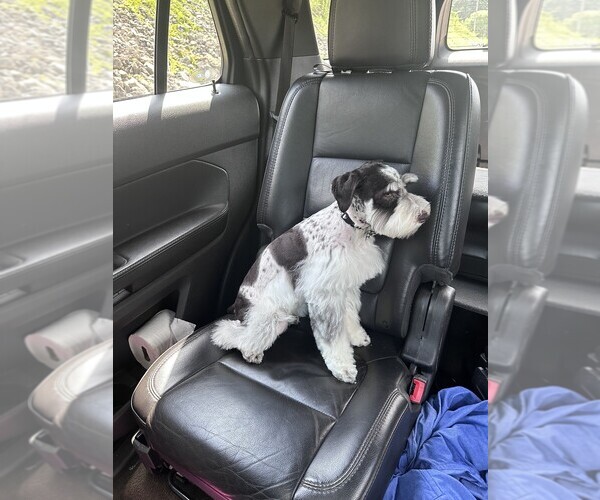 Medium Photo #2 Schnauzer (Standard) Puppy For Sale in PARSONS, TN, USA