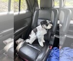 Small #1 Schnauzer (Standard)