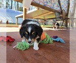 Small Photo #12 Miniature Australian Shepherd Puppy For Sale in MIDDLEBURG, FL, USA