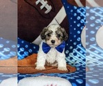 Small #2 Maltipoo