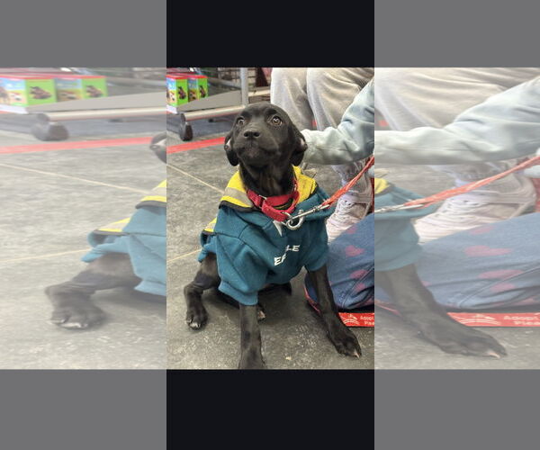 Medium Photo #8 Mutt Puppy For Sale in NYC, NY, USA