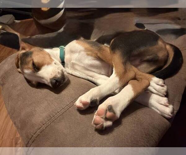 Medium Photo #8 Mutt Puppy For Sale in Roxboro, NC, USA