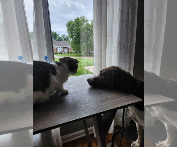 Medium Photo #3 Brittany Puppy For Sale in Curwensville, PA, USA