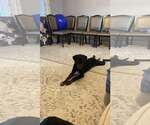 Small #4 Labrador Retriever-Plott Hound Mix