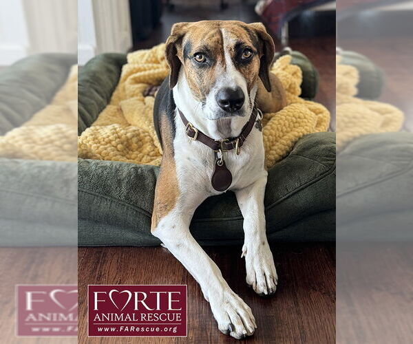 Medium Photo #2 Treeing Walker Coonhound Puppy For Sale in Marina del Rey, CA, USA