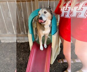 Patch - Male Siberian Husky-Unknown Mix Dog for Adoption - Photo #4