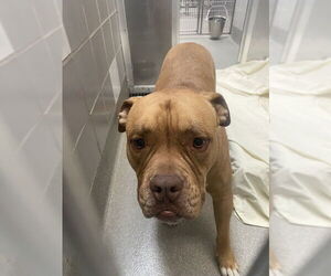 Mutt Dogs for adoption in Las Vegas, NV, USA