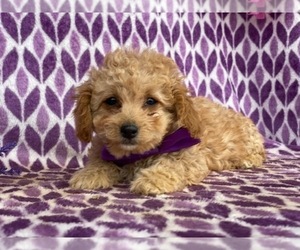 Cavapoo Puppy for sale in LANCASTER, PA, USA