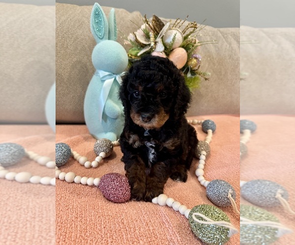 Medium Photo #1 Poodle (Miniature) Puppy For Sale in NOKOMIS, FL, USA