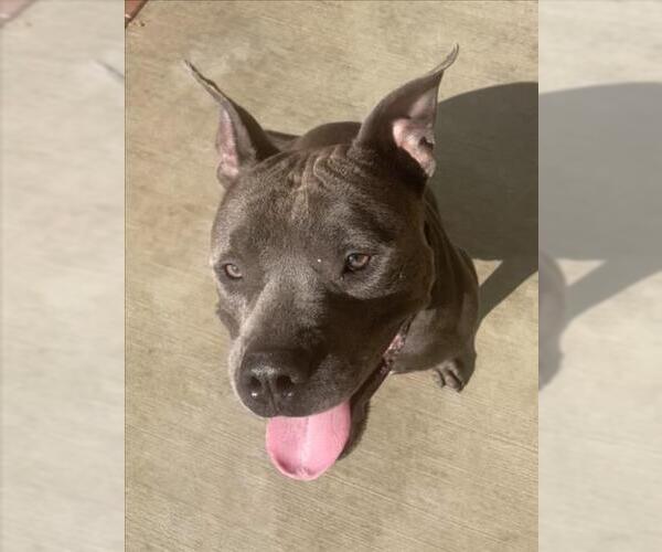 Medium Photo #1 American Pit Bull Terrier Puppy For Sale in Derwood, MD, USA