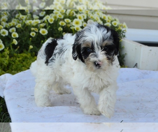Medium Photo #8 Cavapoo Puppy For Sale in PARADISE, PA, USA