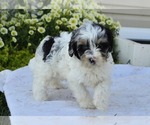 Small #7 Cavapoo