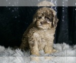 Small #2 Poodle (Toy)
