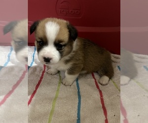 Pembroke Welsh Corgi Puppy for sale in BLAIR, WI, USA