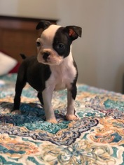 Boston Terrier Puppy for sale in SWAINSBORO, GA, USA