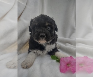 Wapoo Puppy for sale in SENECA FALLS, NY, USA