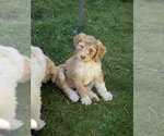 Small #2 Bernedoodle