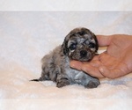 Small #7 Poodle (Toy)