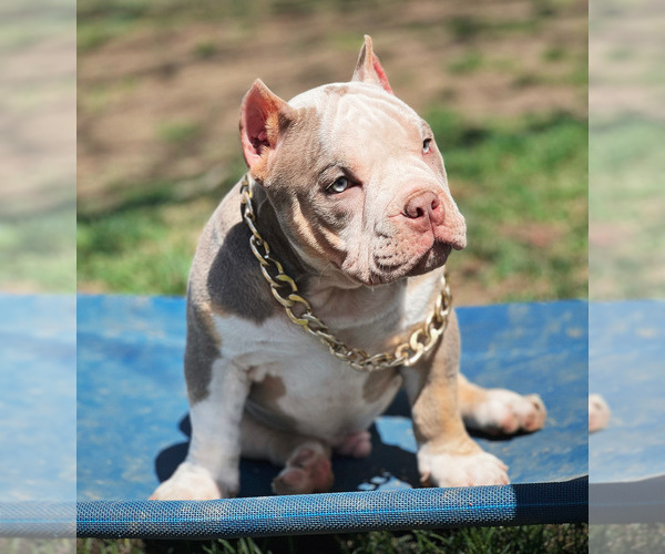 Medium Photo #3 American Bully Puppy For Sale in LENOX, MA, USA