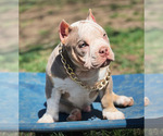 Small Photo #3 American Bully Puppy For Sale in LENOX, MA, USA
