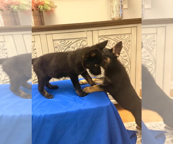 Medium Photo #4 German Shepherd Dog-Unknown Mix Puppy For Sale in Aurora, IN, USA