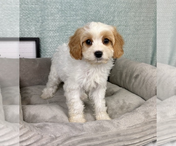 Medium Photo #4 Cavapoo Puppy For Sale in FRANKLIN, IN, USA