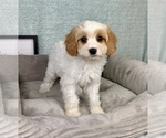 Small #3 Cavapoo