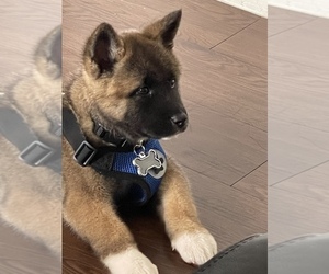 Akita Puppy for sale in EL PASO, TX, USA